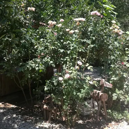 Yakamoz * Olympos